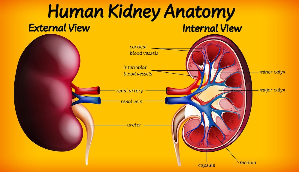 Trajenta and Kidney Health: Is It Safe for Your Kidneys?
